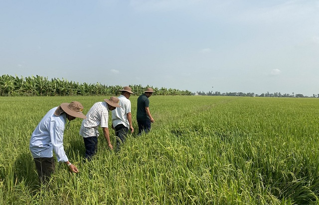 bam-sat-thi-truong-de-on-dinh-lai-gia-xuat-khau-gao