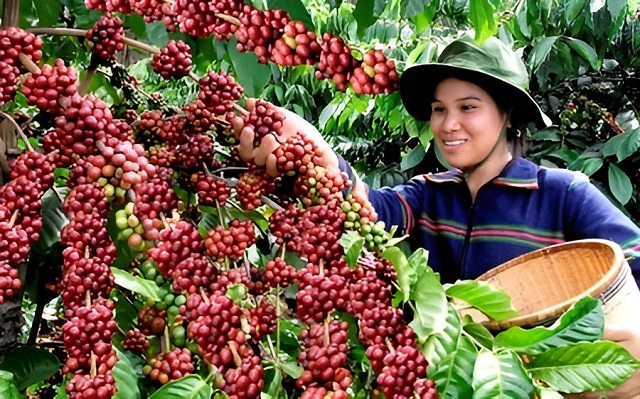 Cà phê thế giới khan hiếm, Việt Nam có phá vỡ kịch bản ‘được mùa mất giá’?