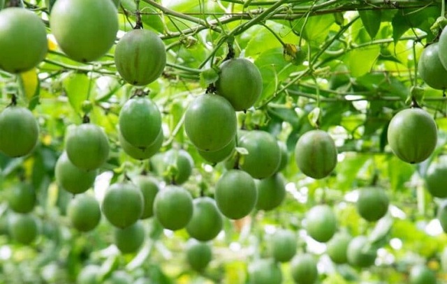 xuat-khau-rau-qua-nhin-tu-su-sut-giam-cua-sau-rieng